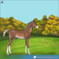 Horse Color:White Spotted Chestnut Mushroom