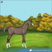 Horse Color:Liver Red Dun Mushroom 