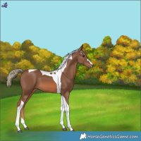 Horse Color:Chestnut Mushroom Tobiano 