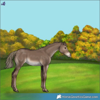 Horse Color:White Spotted Liver Red Dun Mushroom