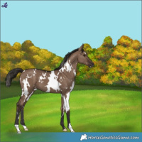 Horse Color:White Spotted Liver Red Dun 