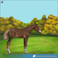 Horse Color:Chocolate Palomino 