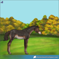 Horse Color:Liver Chestnut 