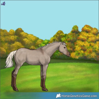 Horse Color:Liver Red Dun Mushroom