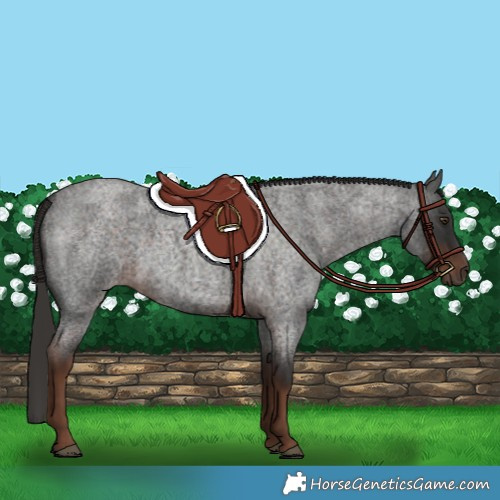 Horse Color:White Spotted Liver Red Roan 