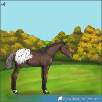 Horse Color:Liver Chestnut Mushroom Blanket