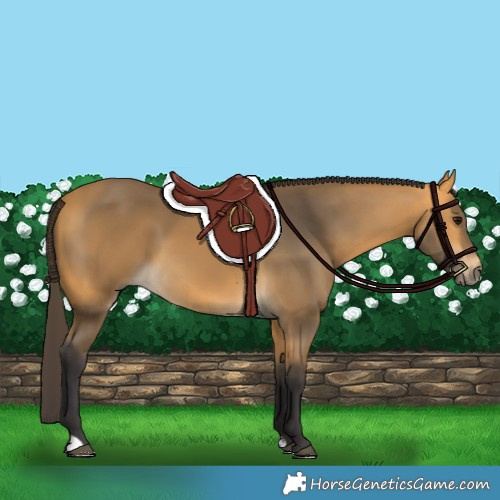 Horse Color:Buckskin 