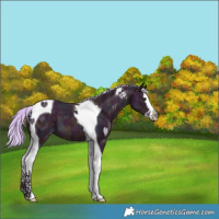 Horse Color:Watercolor Midnight Palomino Ice Splash Tobiano