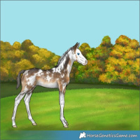 Horse Color:White Spotted Buckskin Splash Rabicano 
