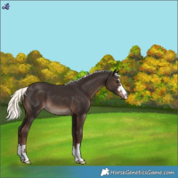 Horse Color:Liver Chestnut Mushroom 