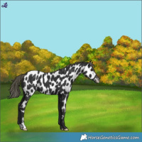 Horse Color:Liver Chestnut Mushroom Near Leopard 