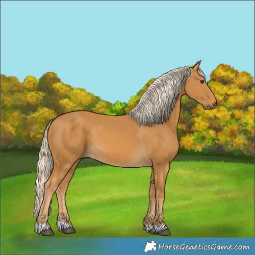 Horse Color:Palomino 