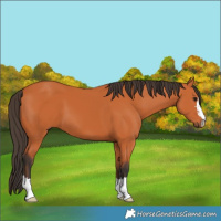 Horse Color:Bay 