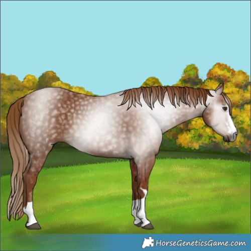 Horse Color:Gray Chestnut