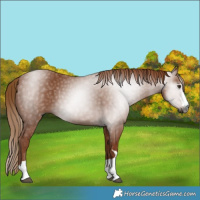 Horse Color:Gray Chestnut 