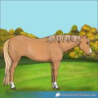 Horse Color:Chestnut Rabicano