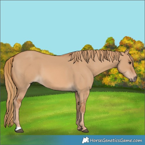 Horse Color:Red Dun