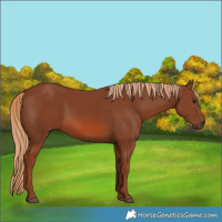 Horse Color:Chestnut 