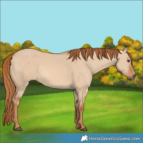 Horse Color:Red Dun
