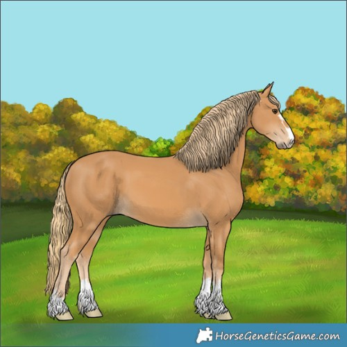 Horse Color:Chestnut 