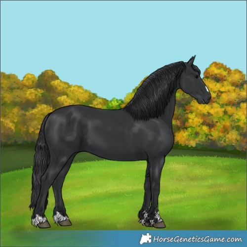 Horse Color:Black 