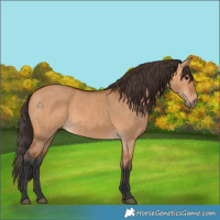 Horse Color:Bay Dun 