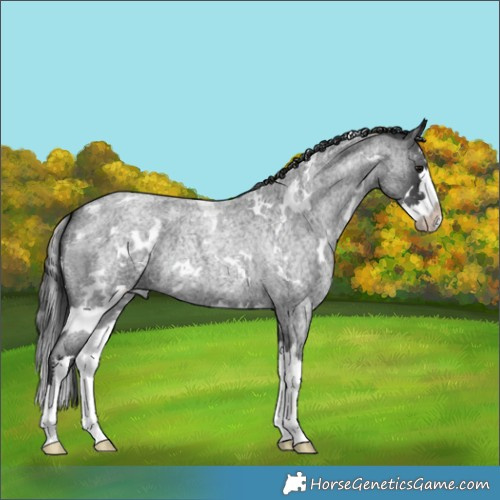 Horse Color:White Spotted Blue Roan Splash 