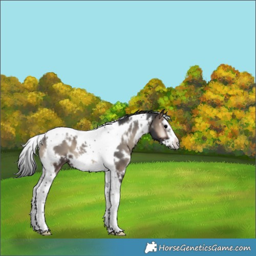 Horse Color:White Spotted Blue Onyx Splash Tobiano Frame 