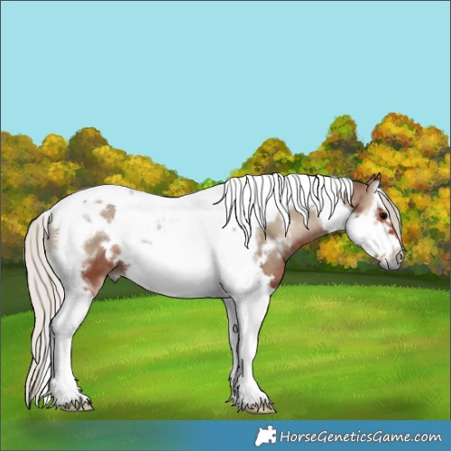 Horse Color:White Spotted Silver Blue Onyx Splash Tobiano Frame 