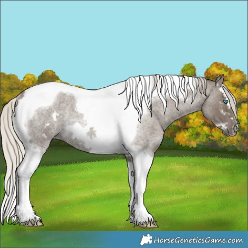 Horse Color:Silver Smoky Blue Roan Splash Tobiano Frame Rabicano 