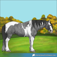 Horse Color:Blue Roan Splash Tobiano 