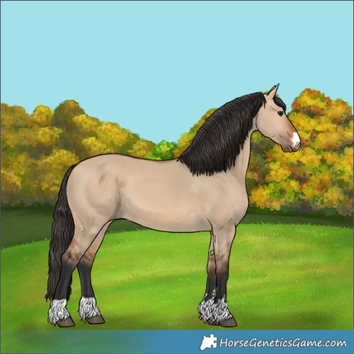 Horse Color:Bay Dun 
