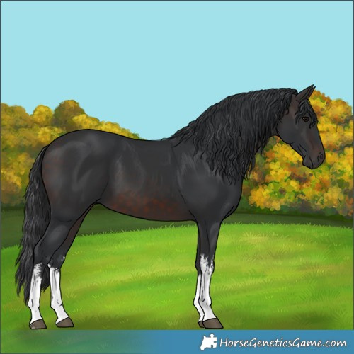 Horse Color:White Spotted Brown 