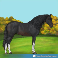 Horse Color:White Spotted Brown 