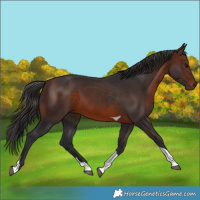 Horse Color:Brown Tobiano