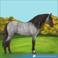 Horse Color:Liver Red Roan 