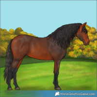 Horse Color:Bay 