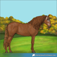 Horse Color:Gray Chestnut 