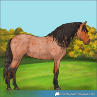 Horse Color:Bay Roan 