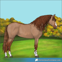 Horse Color:Red Dun 