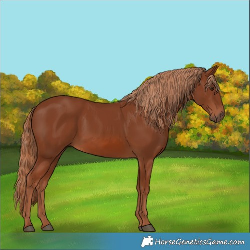 Horse Color:Chestnut 