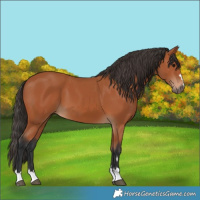 Horse Color:Bay 