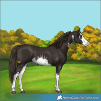 Horse Color:White Spotted Liver Chestnut 