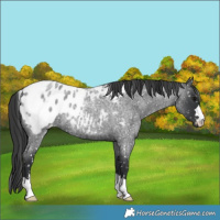 Horse Color:Blue Roan Blanket 