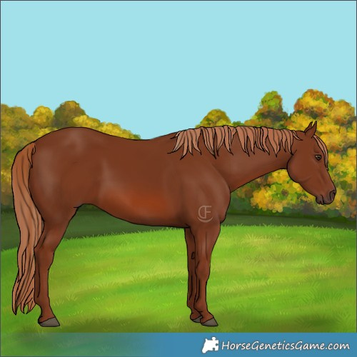 Horse Color:Chestnut 