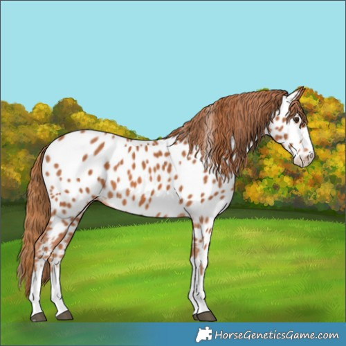 Horse Color:Chestnut Appaloosa 