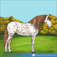 Horse Color:Chestnut Appaloosa 