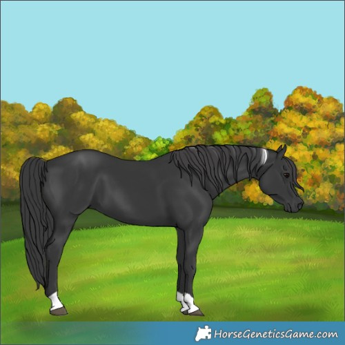 Horse Color:Black Tobiano 