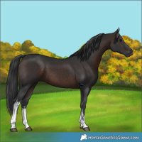 Horse Color:White Spotted Brown 