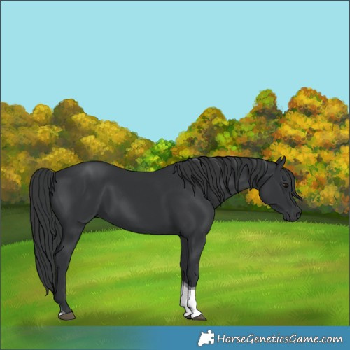 Horse Color:Black Tobiano 